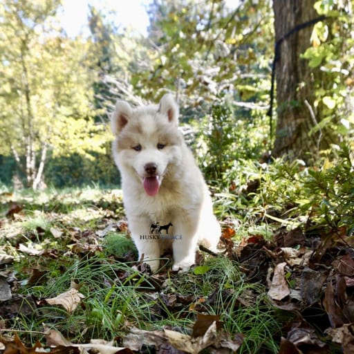 AKC Michael Cordero 7